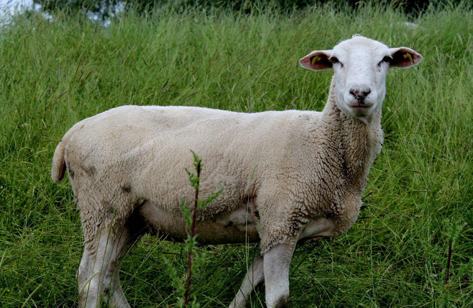  Schaf auf Wiese 